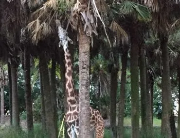 Animal Kingdom at Walt Disney World