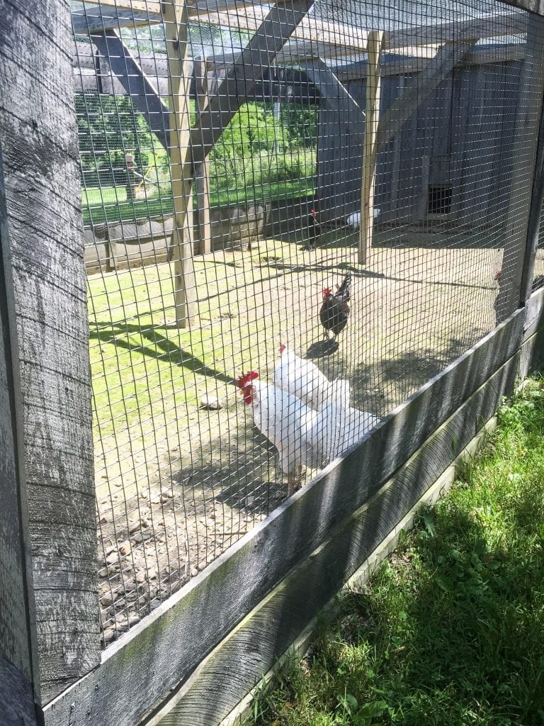 Chickens at Rocky Ridge Farm, Mansfield, Missouri, Laura Ingalls Wilder