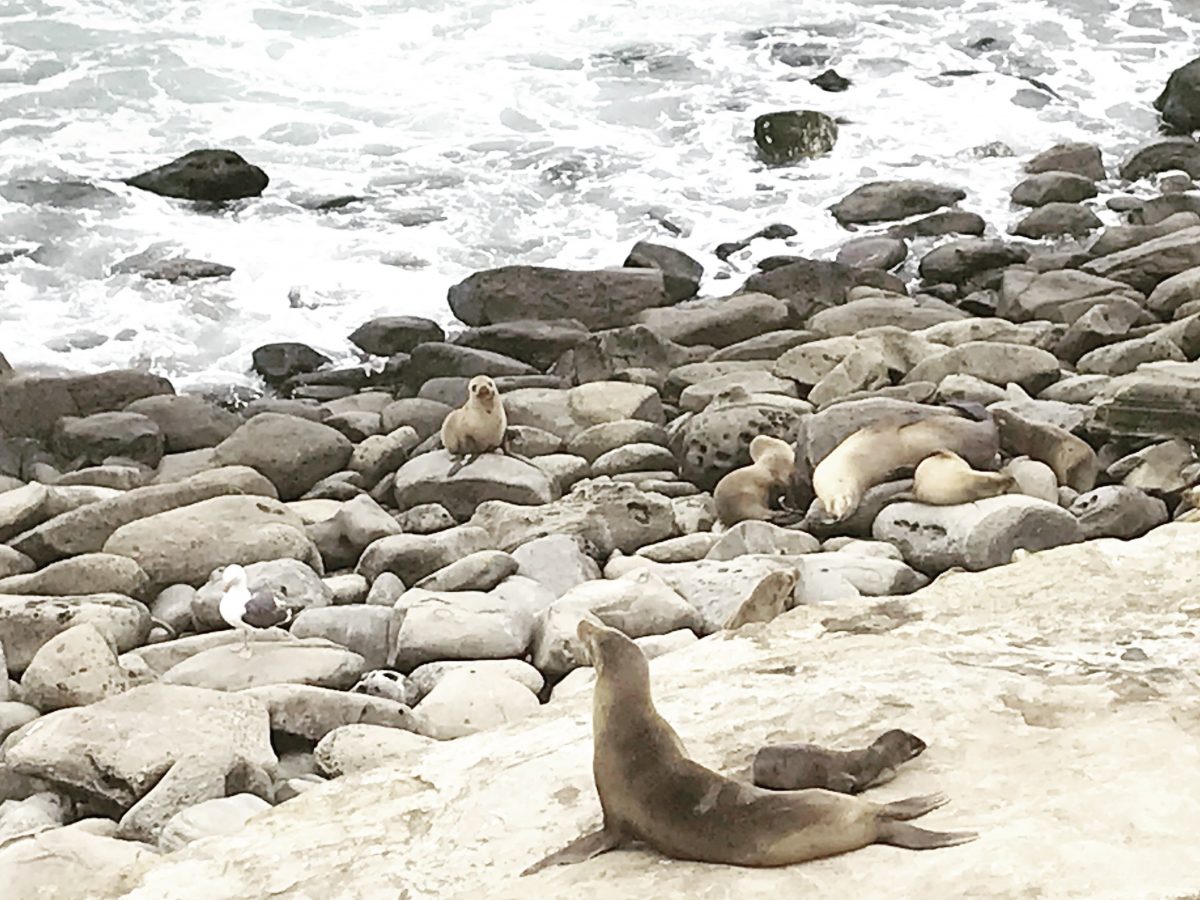 san diego sea lions