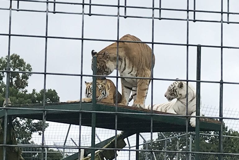 tigers Arkansas