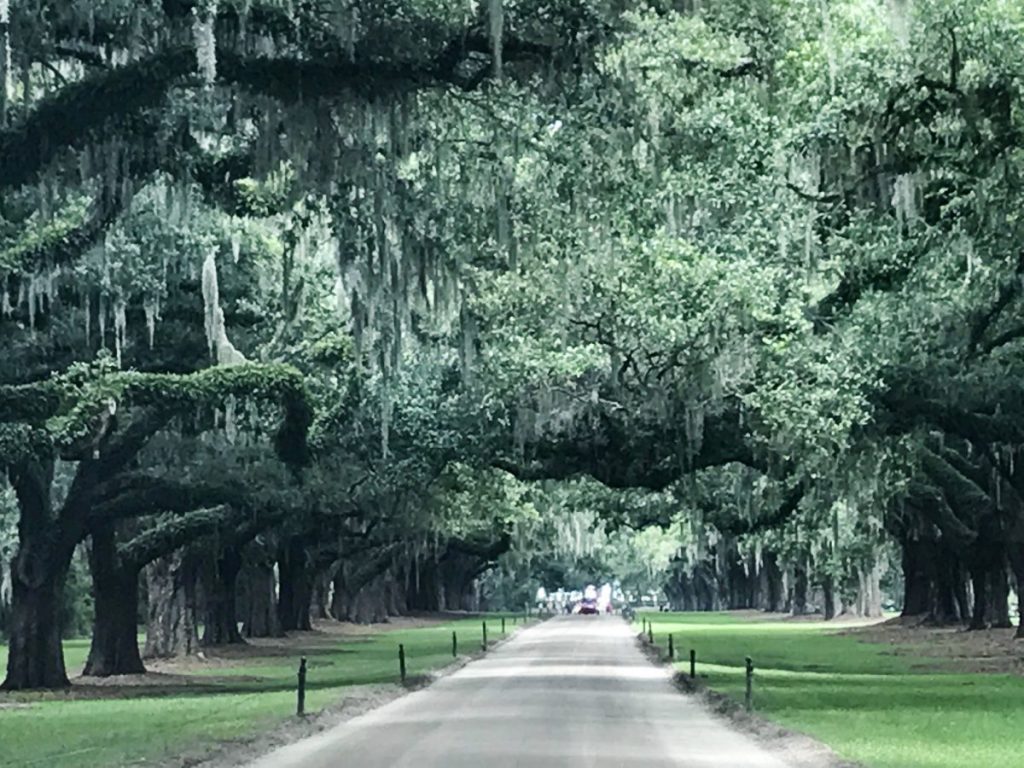 Avenue of the Oaks Boone Hall Plantation