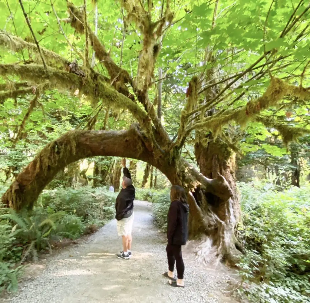 Hoh Rainforest
