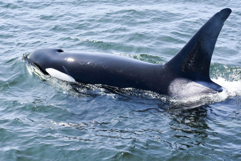 Ora near San Juan Island Washington