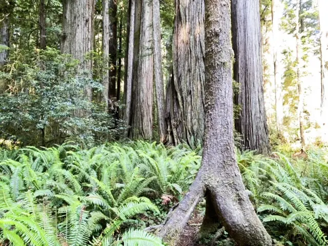 Jedediah Smith Redwoods State Park
