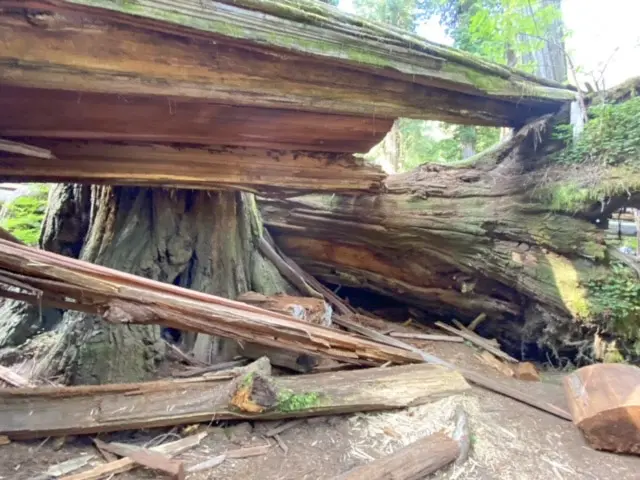 Jedediah Smith Redwoods State Park