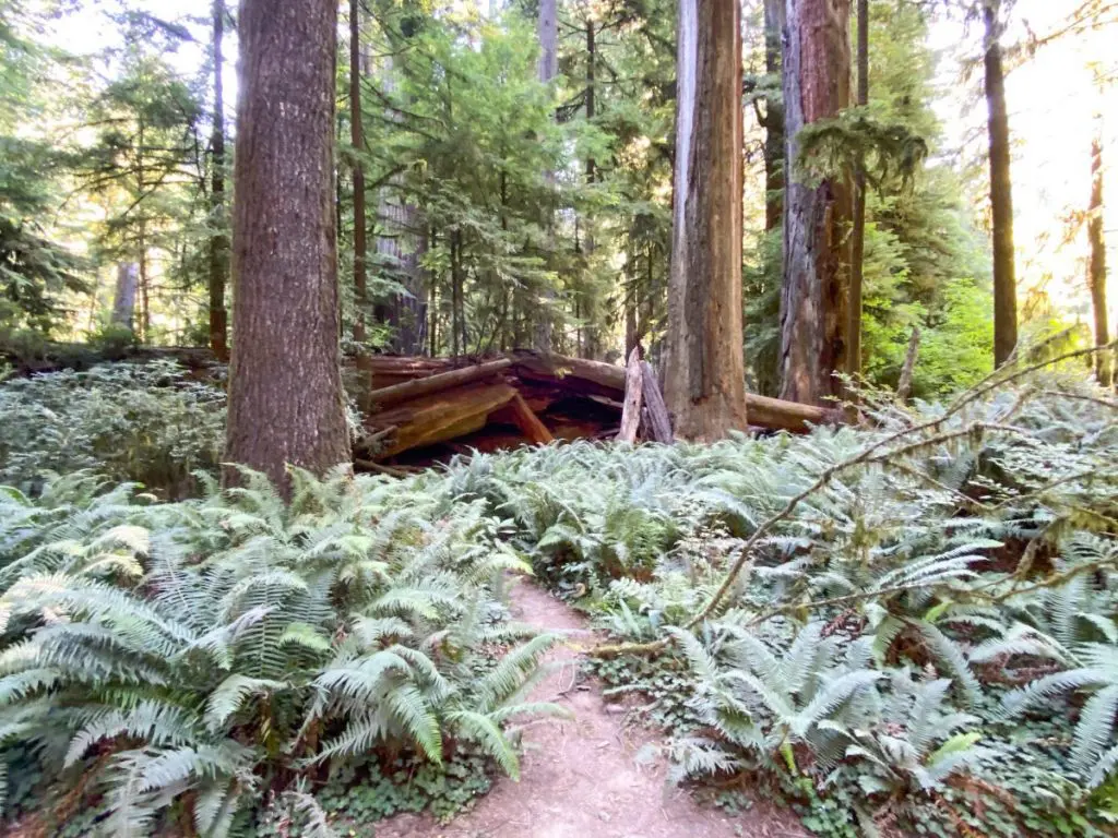 Jedediah Smith Redwoods State Park