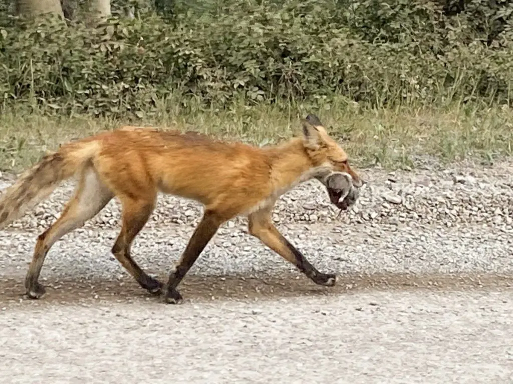 A Fox in Many Glacier Montana