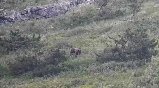Bear at Many Glacier