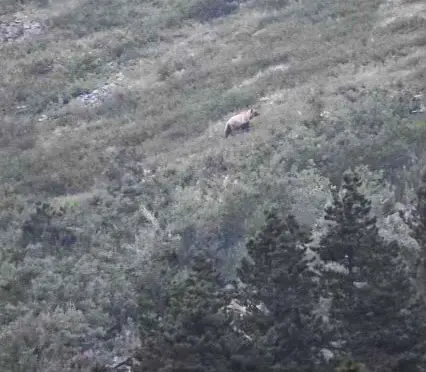 Bear at Many Glacier