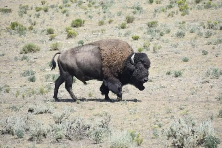 Bison in Yellowsoton