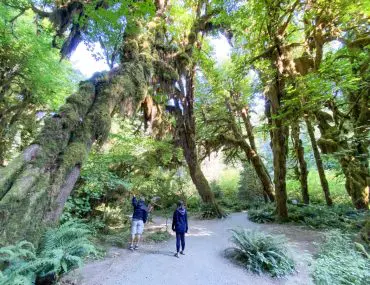 Hoh Rainforest Olympic National Park