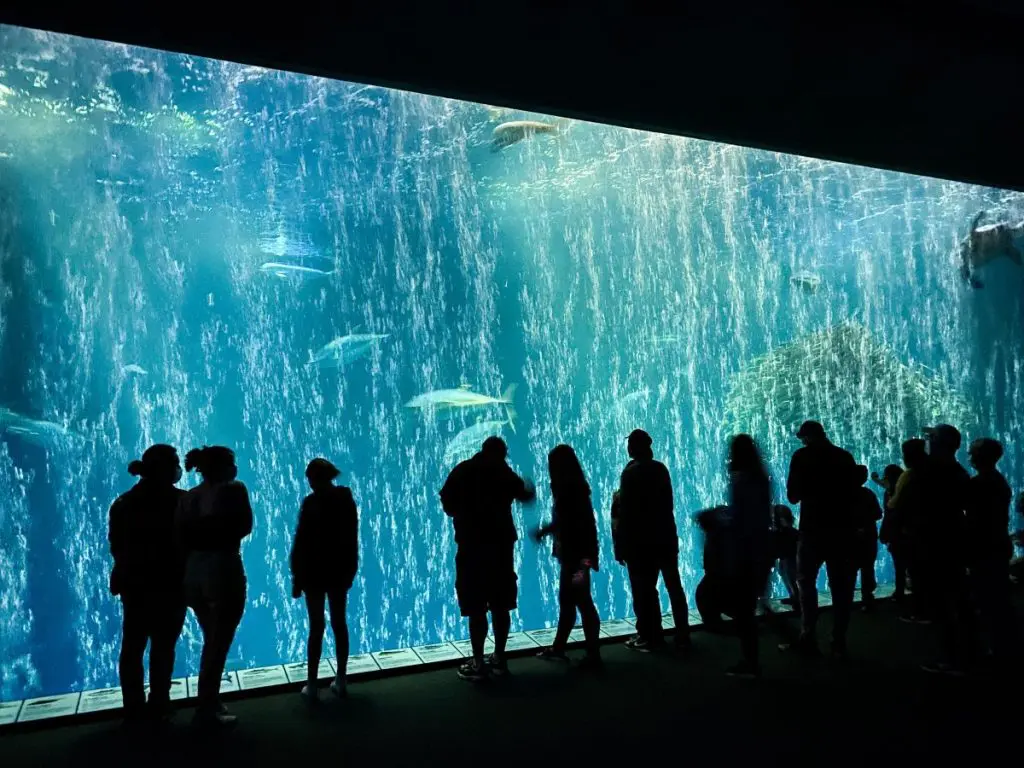 A Visit to Monterey Bay Aquarium