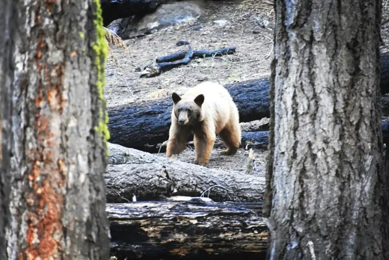 Sequoia National Park