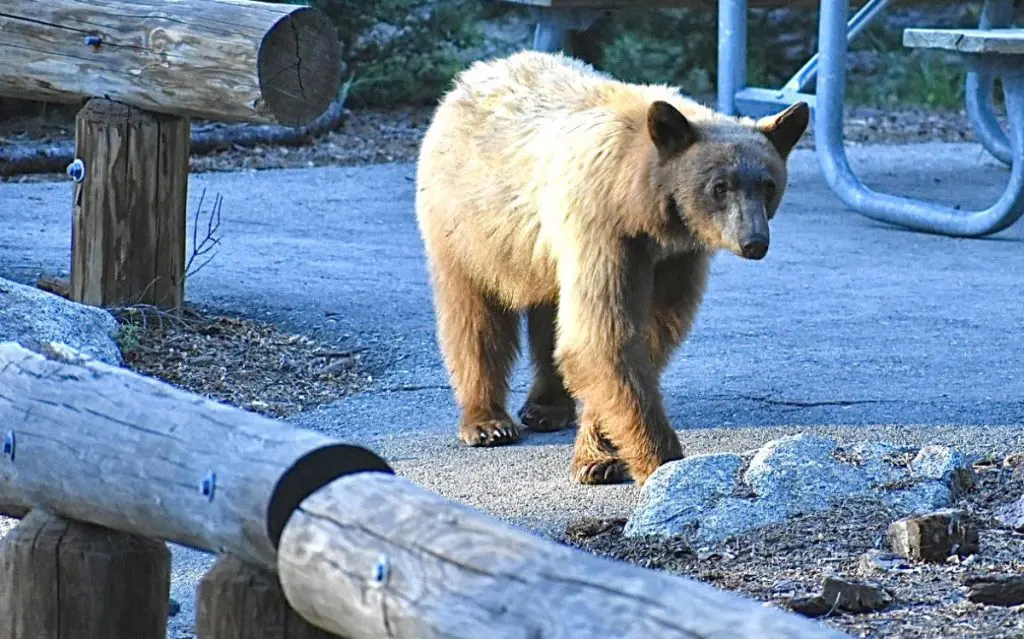 Bear at Sequoia National Park